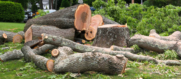 How Our Tree Care Process Works  in  Gillett, WI