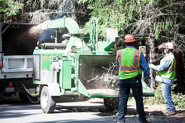 Professional Tree Care in Gillett, WI