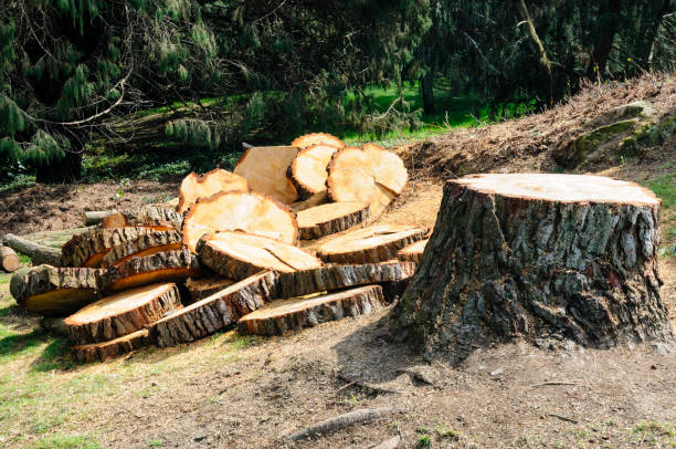 Seasonal Cleanup (Spring/Fall) in Gillett, WI